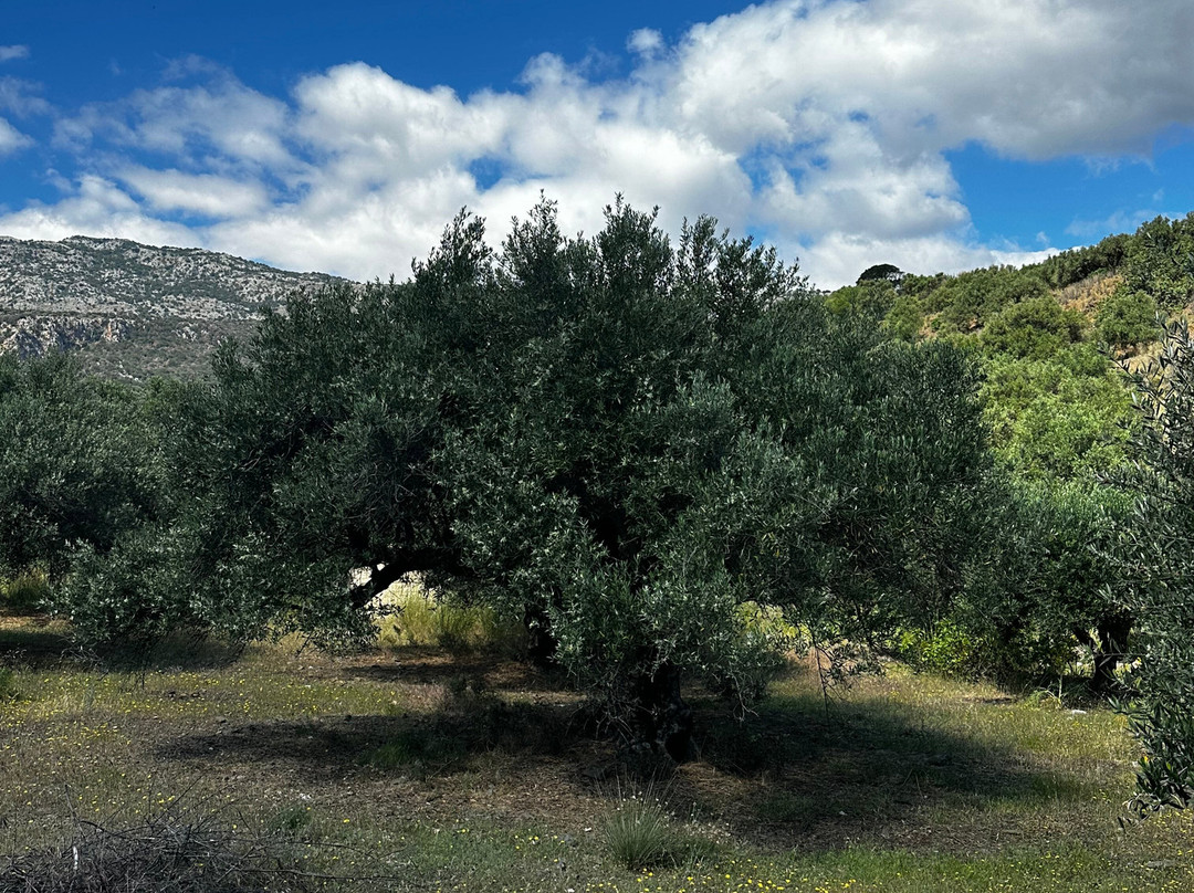 The Olive Trail-Kritsa必去景点
