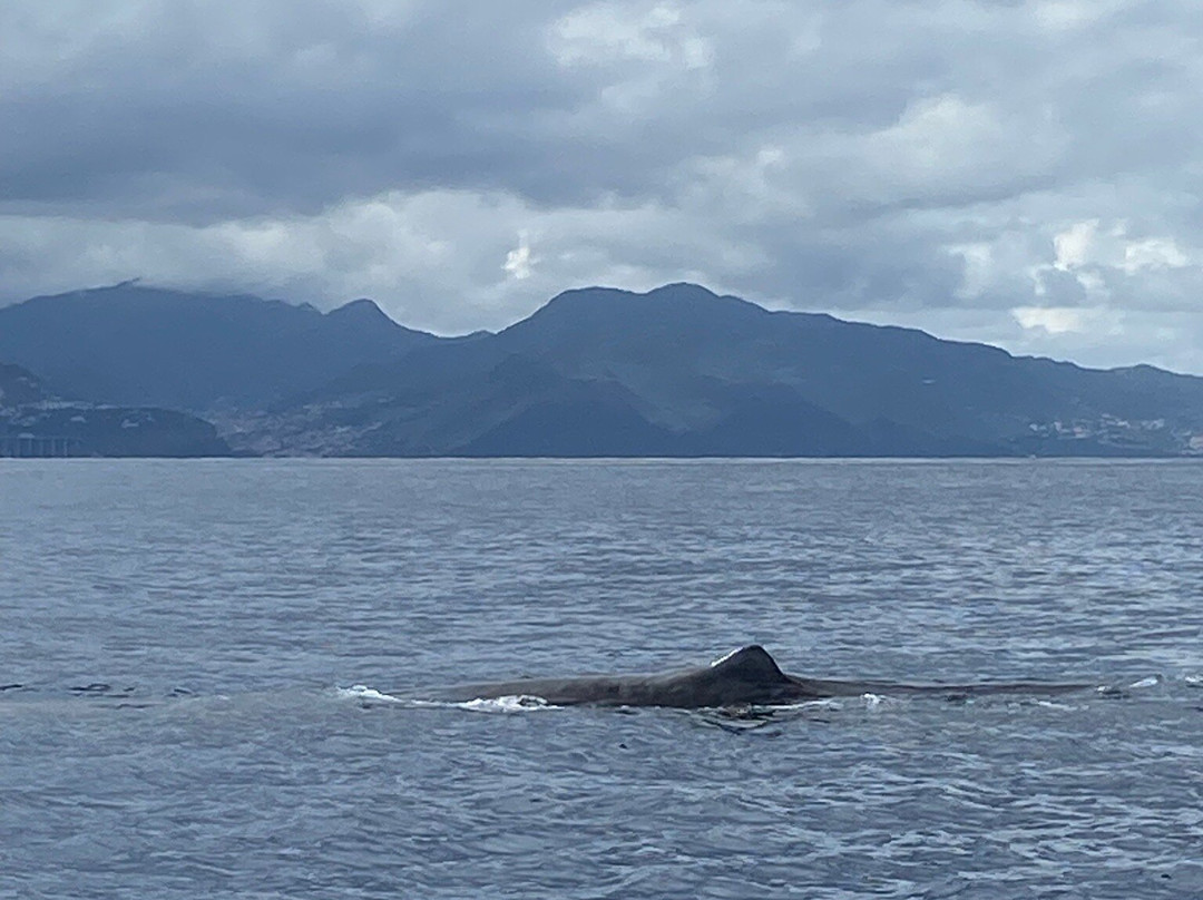 Scorpio Madeira Wild Life景点图片