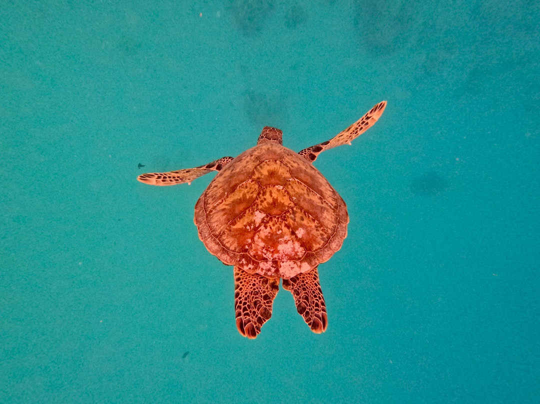 Kali & Kato's Rarotonga Turtle Tours-Takitumu District必去景点