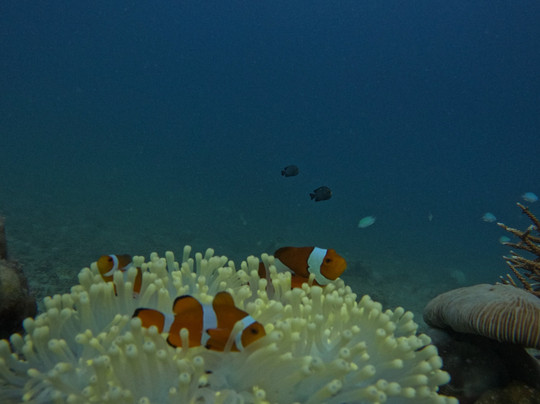 Seahawks SCUBA-哈夫洛克岛必去景点