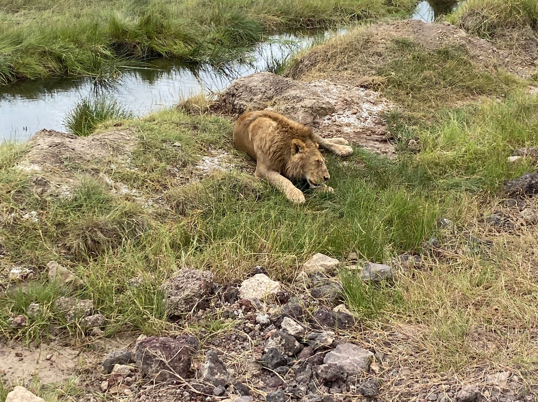 Africa Safari Karatu主图