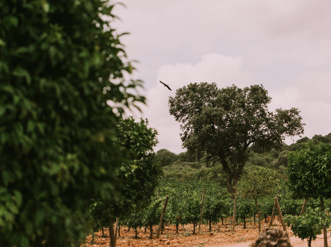 Valdealto Winery-梅里达必去景点