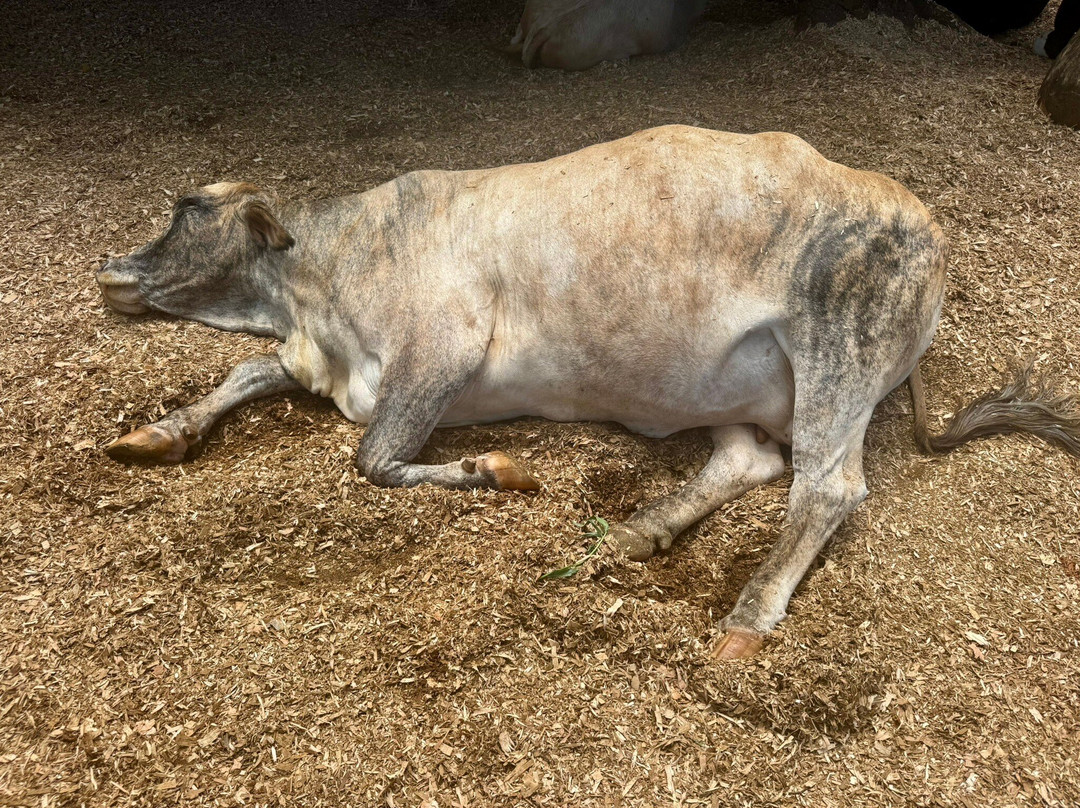 Krishna Cow Sanctuary景点图片