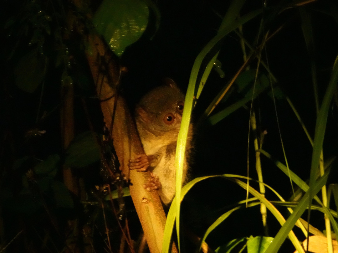 Tentena wildlife tour and Lorelindu national park景点图片