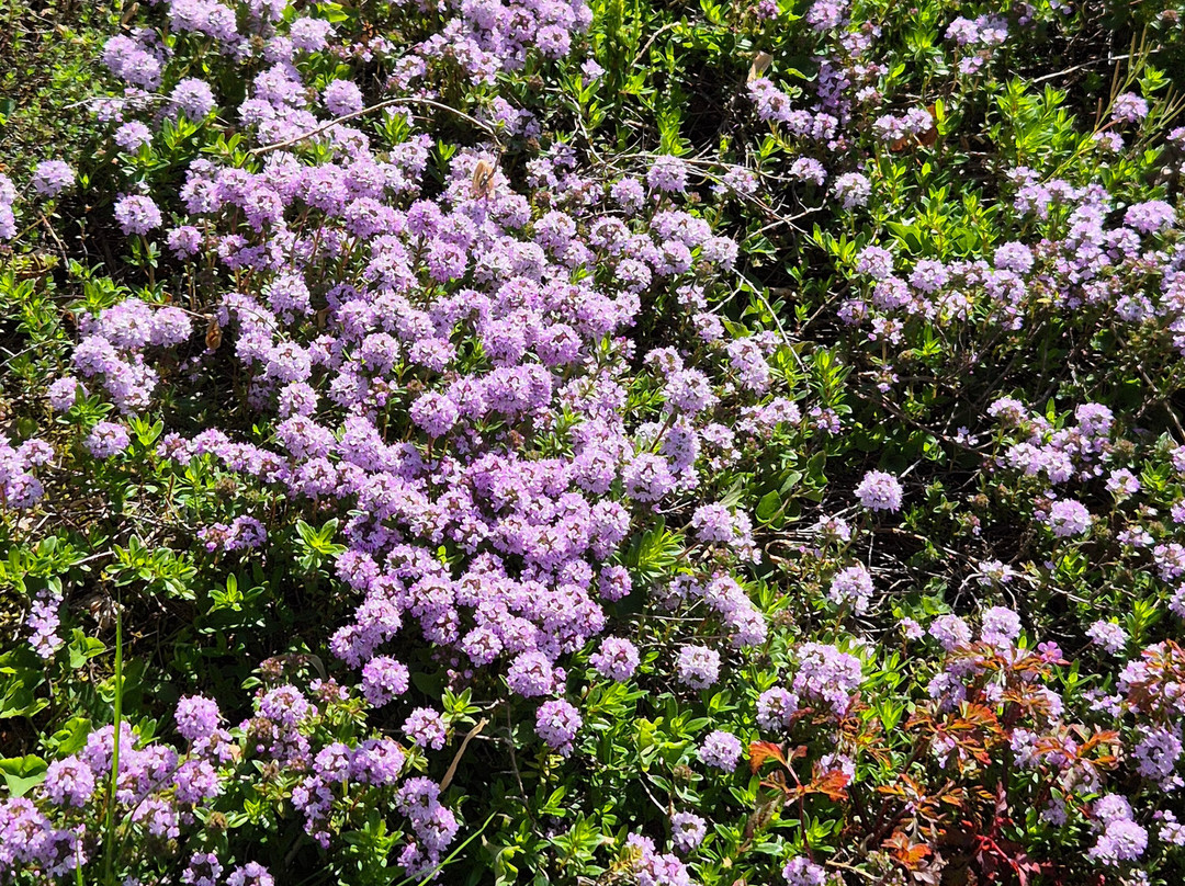 Yorkshire Lavender景点图片