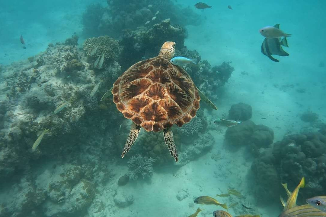 Alihuras Rasdhoo Dive & Excursions景点图片
