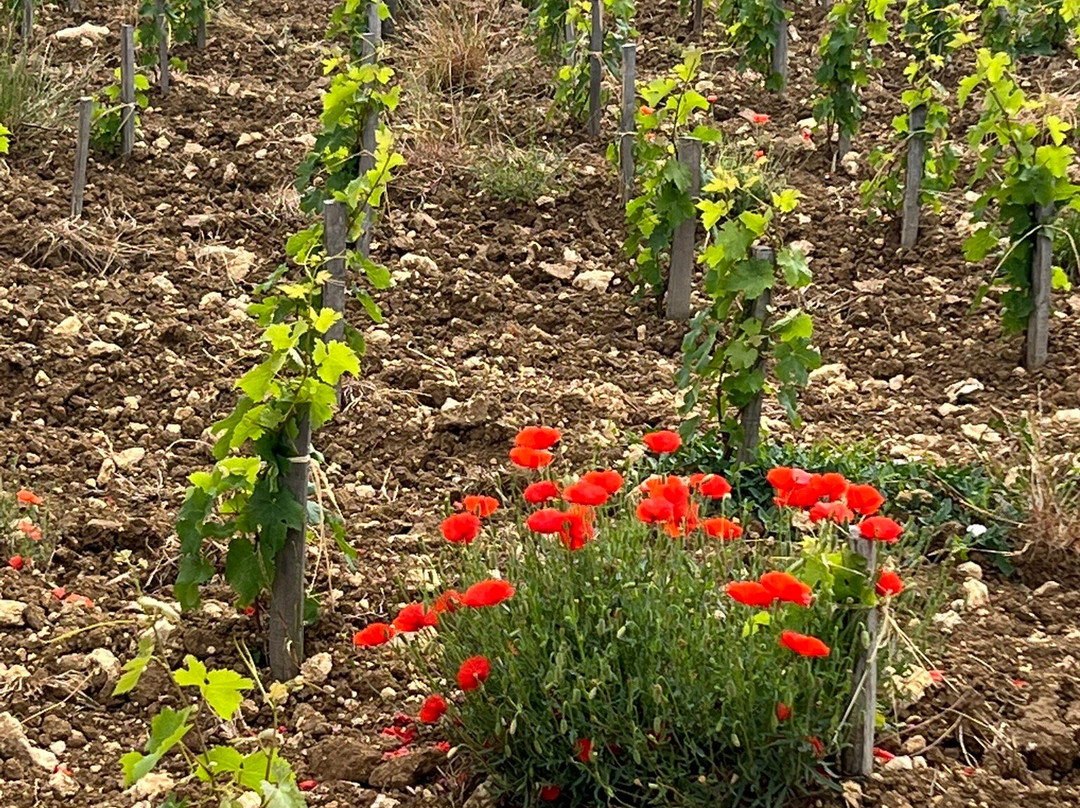 Chateau Franc Mayne景点图片