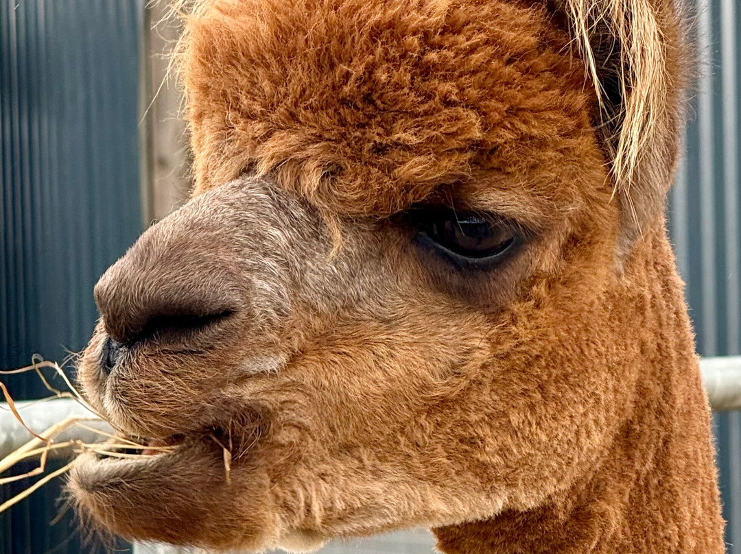 Alpacas Of Scotland Experiences Ltd景点图片