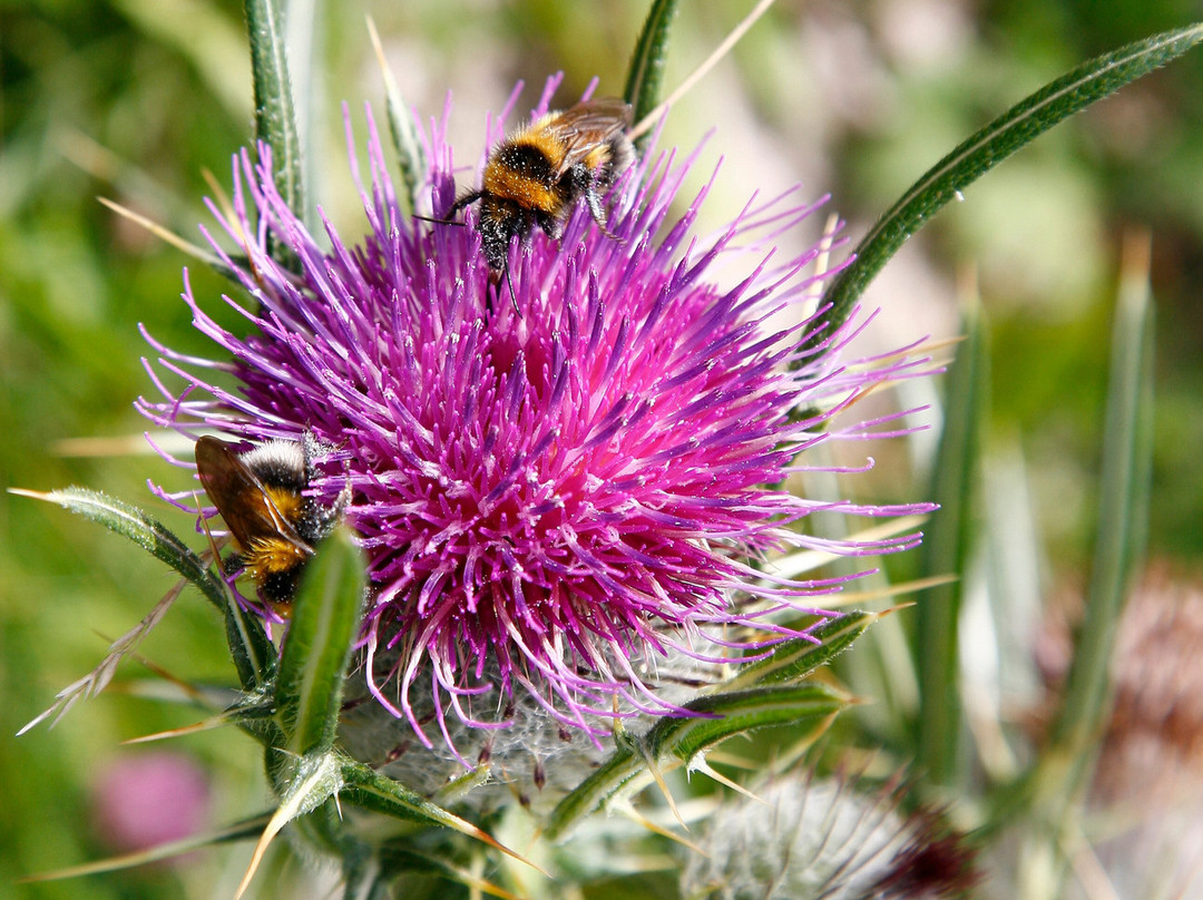 Selva de Irati-纳瓦拉必去景点