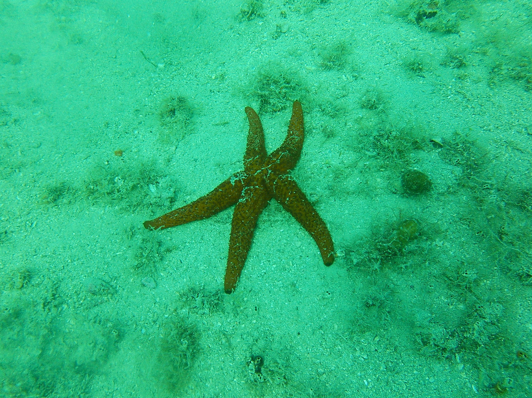 Starfish Diving Center-弗萨必去景点