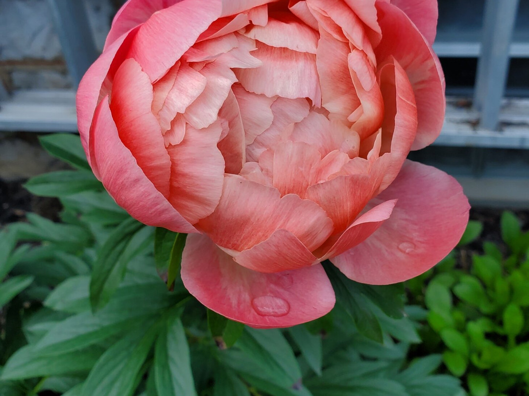 Blue Rose Victorian Bed & Breakfast主图