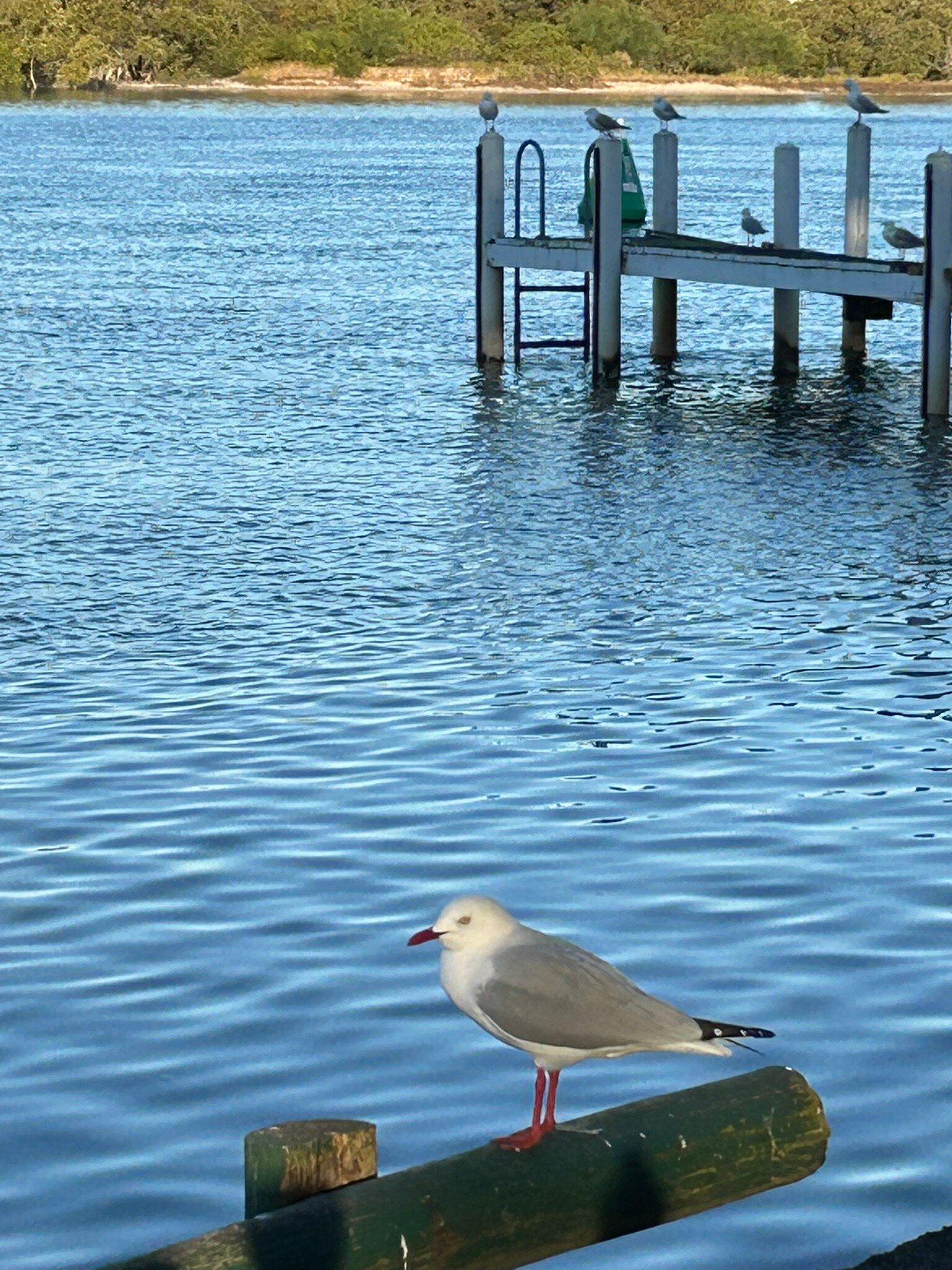 Black Swan Waterfront Motel-官方