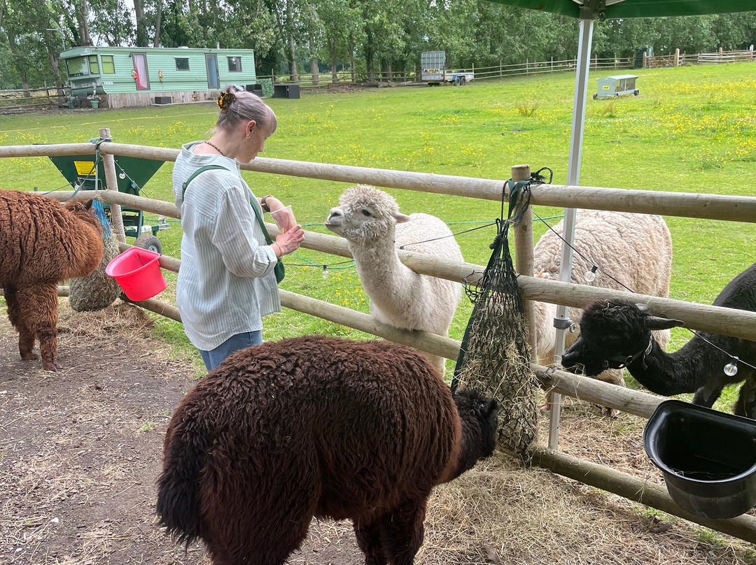 Woodlands Alpaca Farm-沃灵顿必去景点