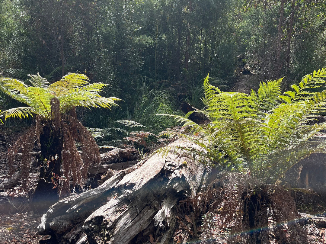 Tahune Adventures-Geeveston必去景点