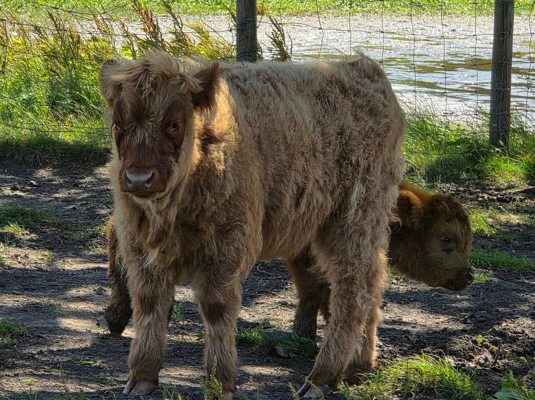 Greenacres Animal Park-Deeside必去景点