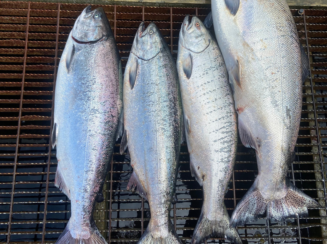 Kodiak Adventures Lodge Fishing Charters-科迪亚克岛必去景点