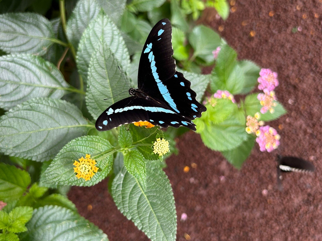 Jardin Des Papillons-Grevenmacher必去景点