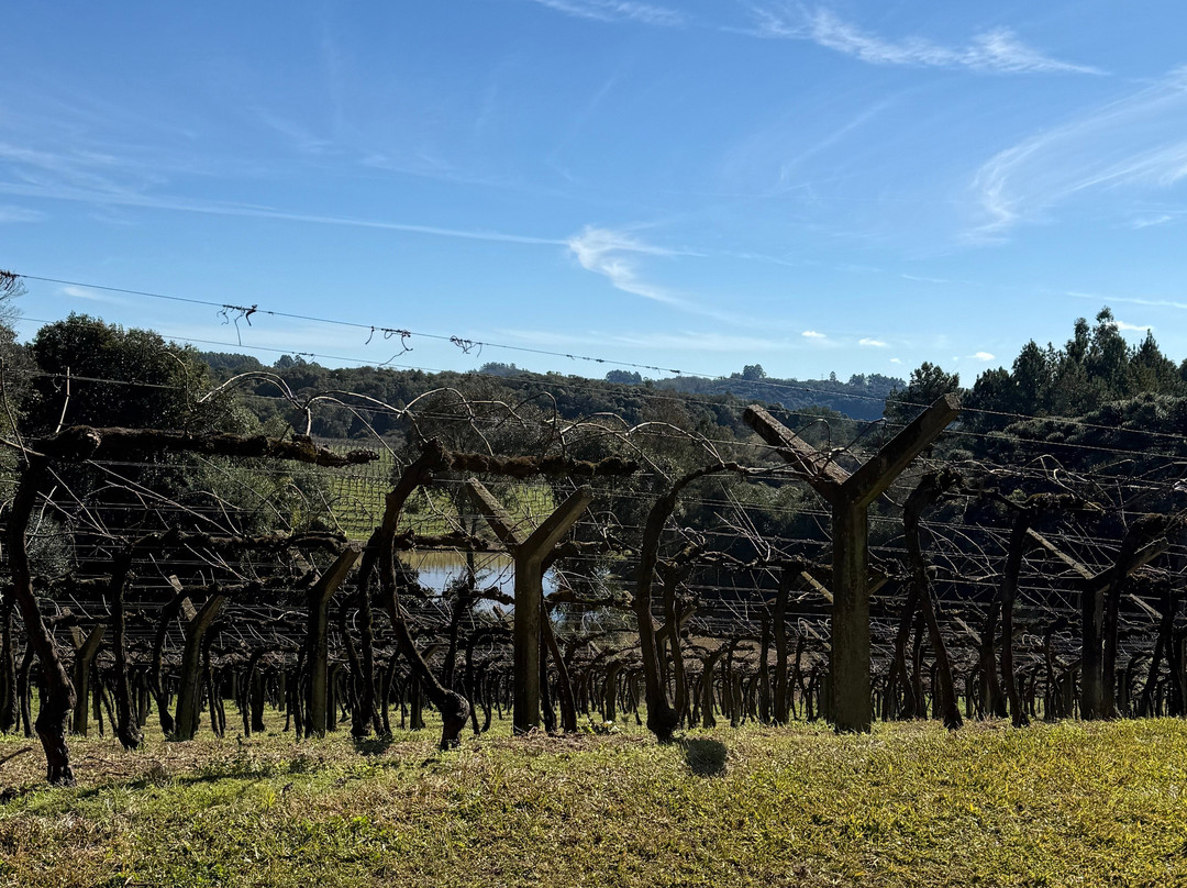 Vinicola Quinta Don Bonifacio-南卡希亚斯必去景点