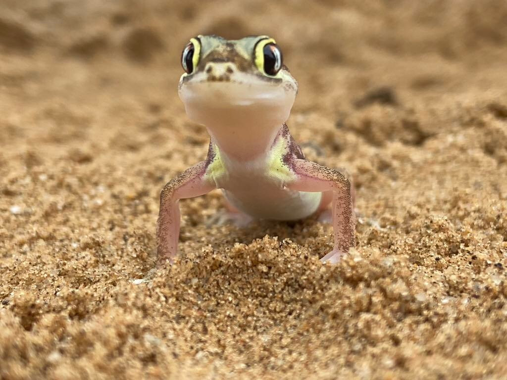 Tommy's Tours and Safaris-斯瓦科普蒙德必去景点