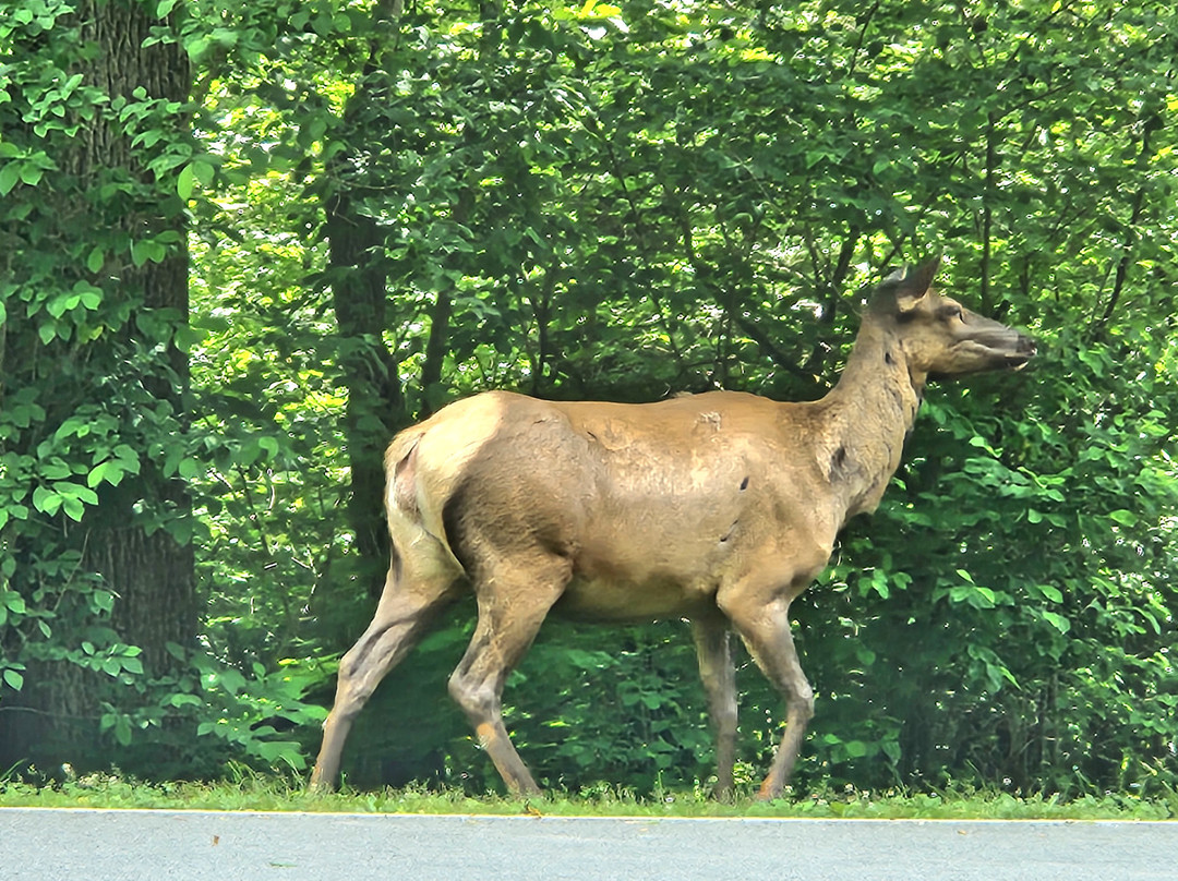 Cataloochee Valley-大雾山国家公园必去景点