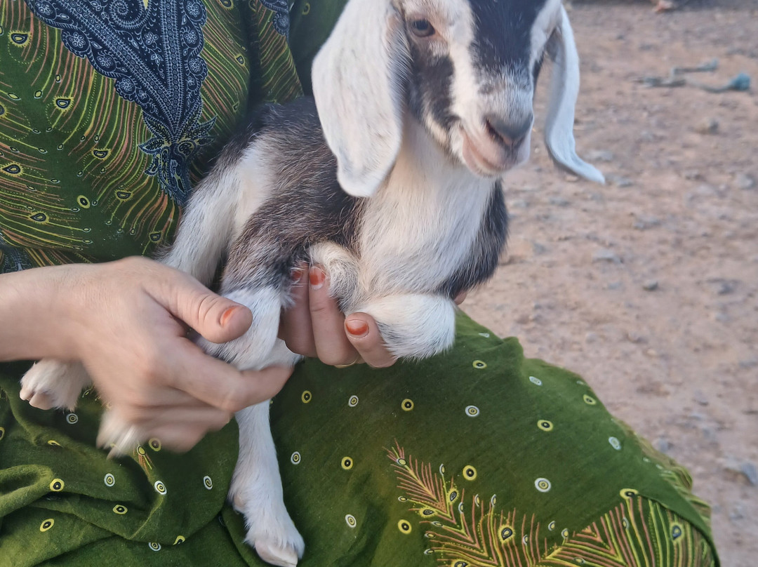 Redouane Sahara Tours-伊拉悉迪亚必去景点