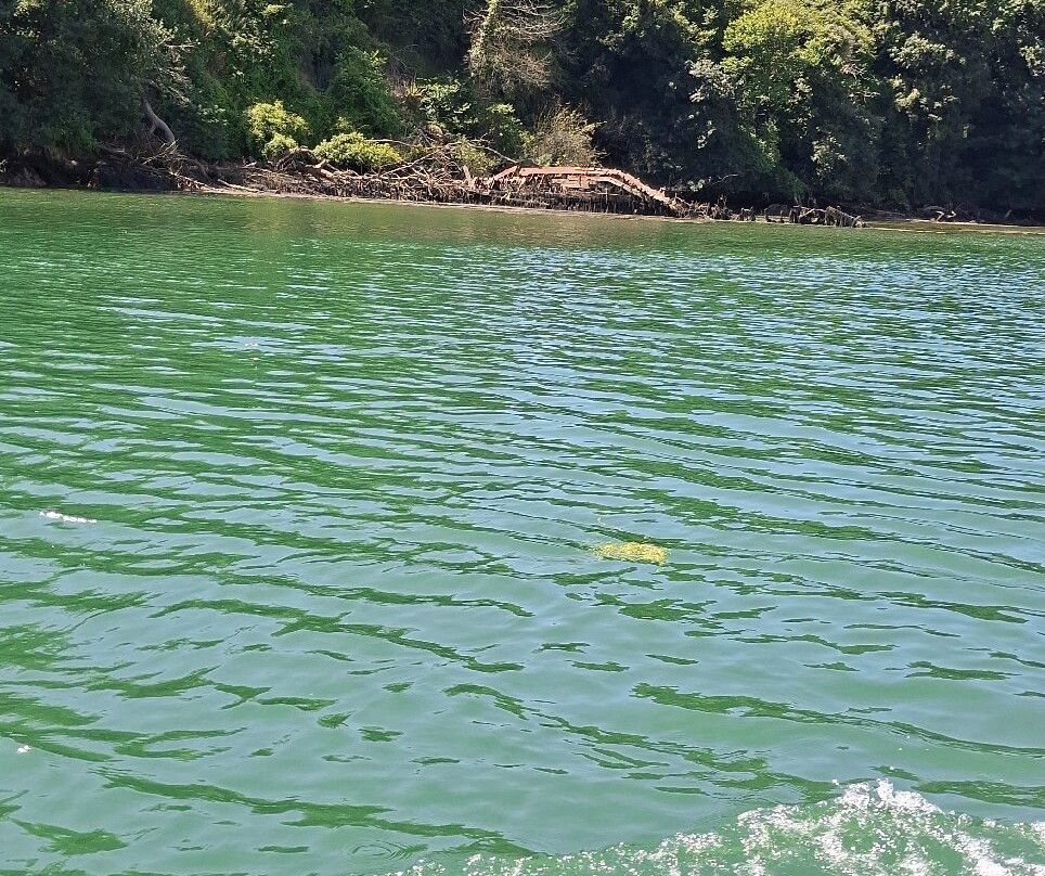 Salcombe Cruises-Salcombe必去景点