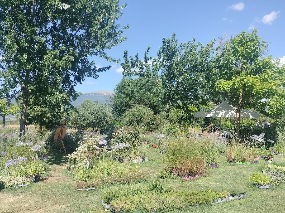 Il Lavandeto di Assisi giardino e vivaio-阿西西必去景点