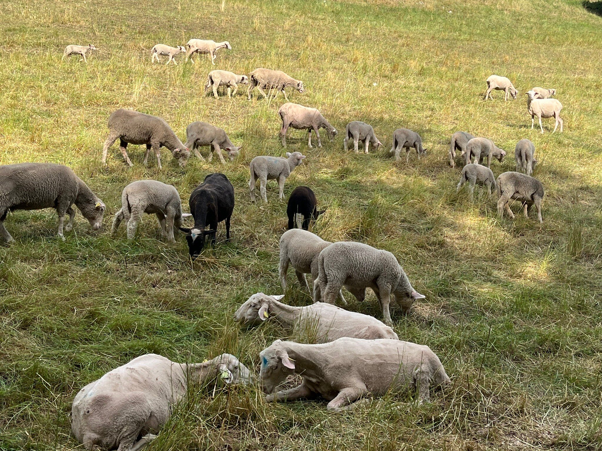 Ferme Auberge Les Clarines-官方