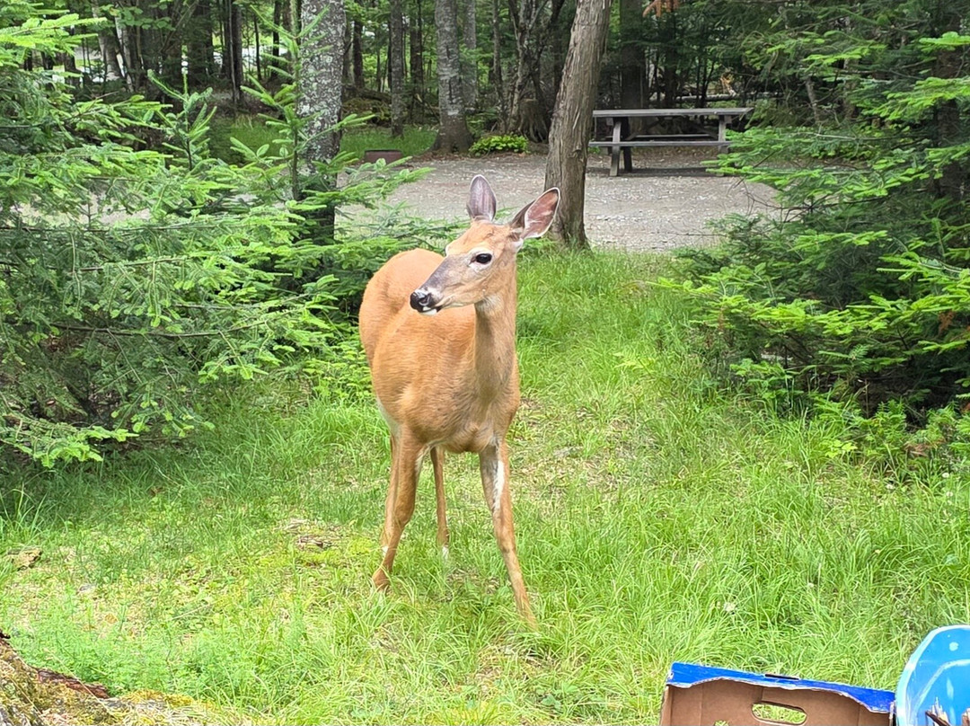 Lily Bay State Park-Greenville必去景点