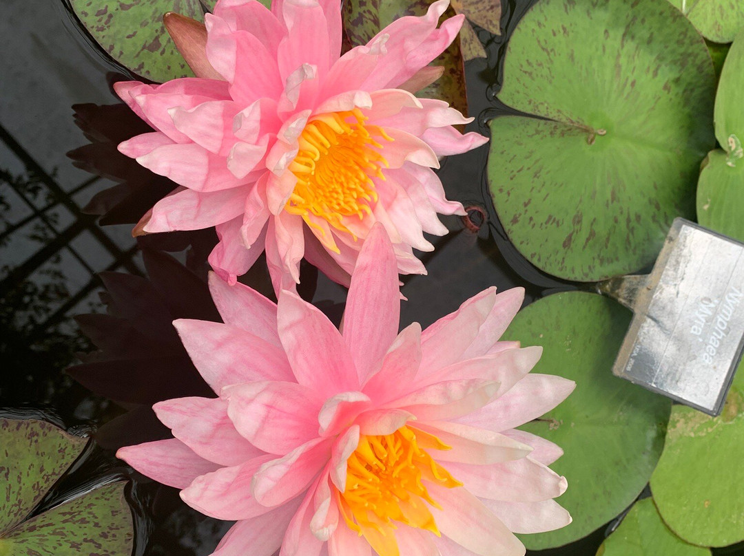 Bennetts Water Gardens-Chickerell必去景点