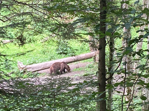 Wild Romania Travel-布拉索夫必去景点
