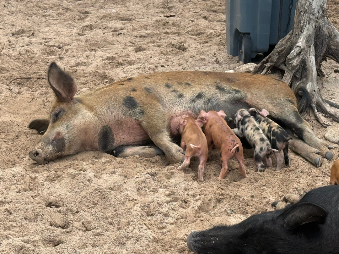 Spanish Wells SeaVentures Excursions | Harbour Island, Eleuthera, Bahamas Guide-Spanish Wells必去景点