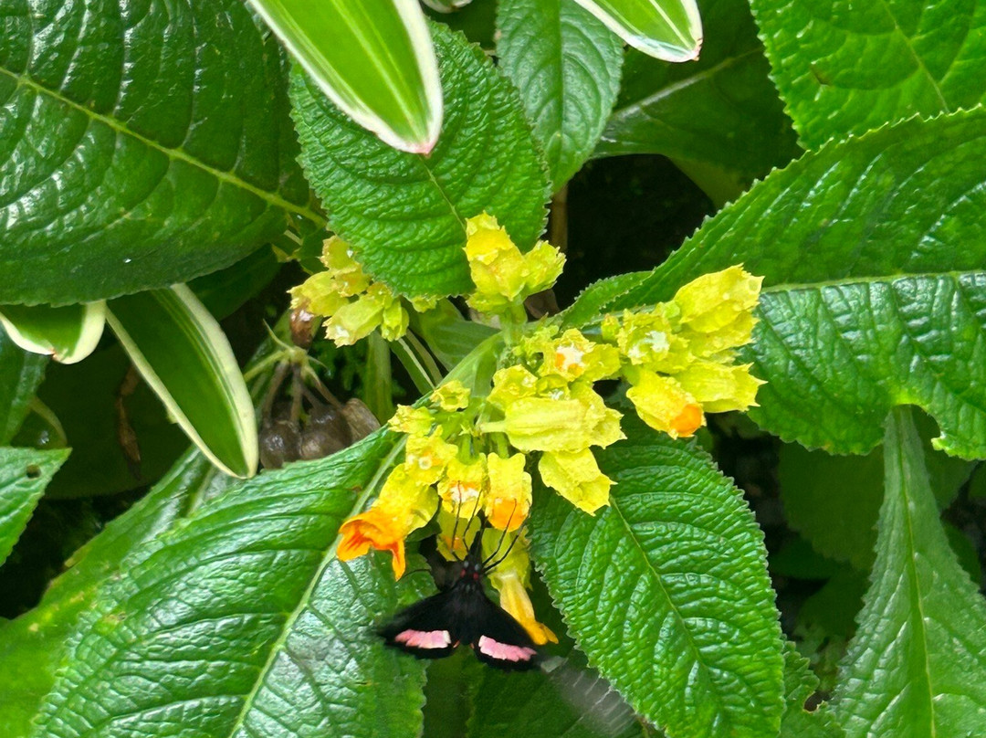 Sukia Park & Zip Line Tour-哥斯达黎加安东尼奥国家公园必去景点