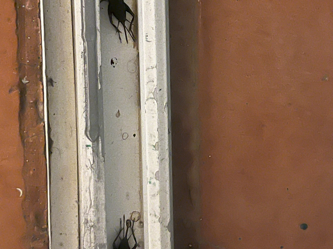 伊波罗之星贝利塞尔酒店主图