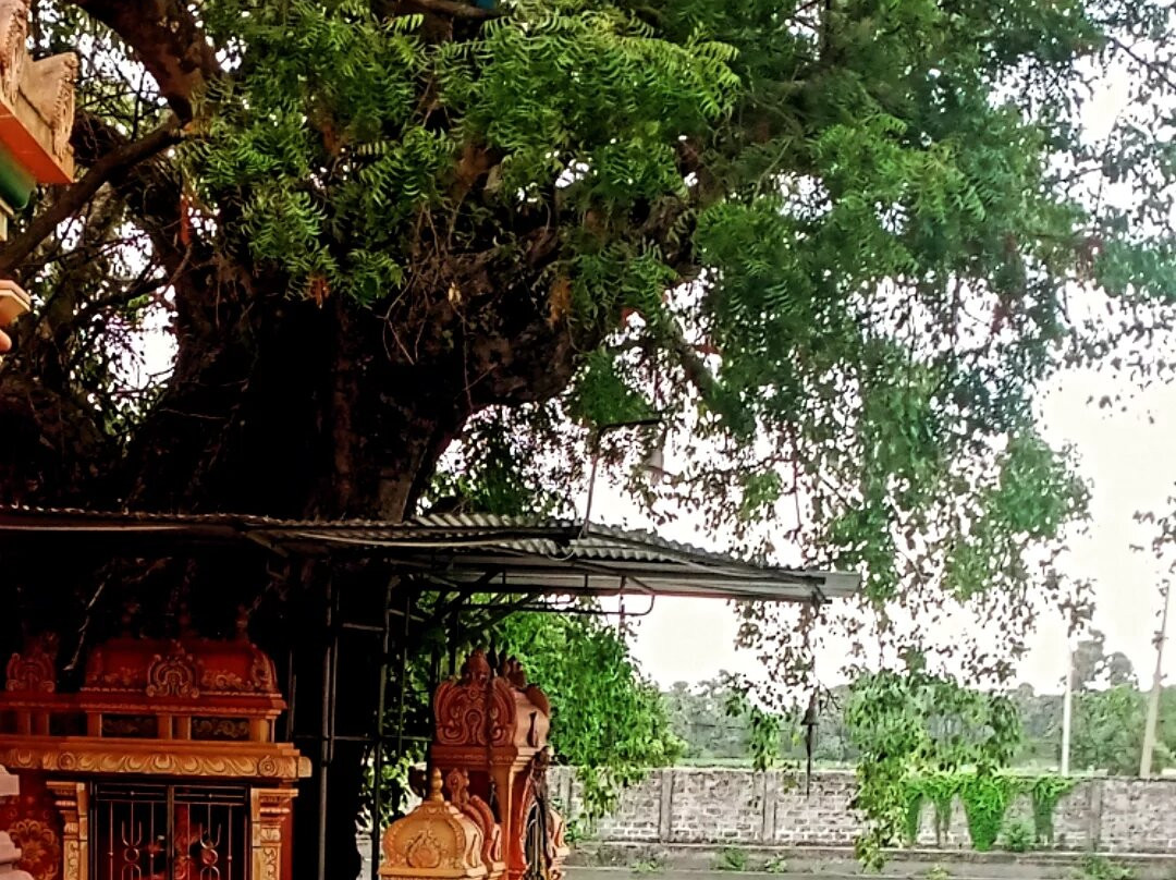 Dambakola Patuna Sangamitta Temple-贾夫纳必去景点
