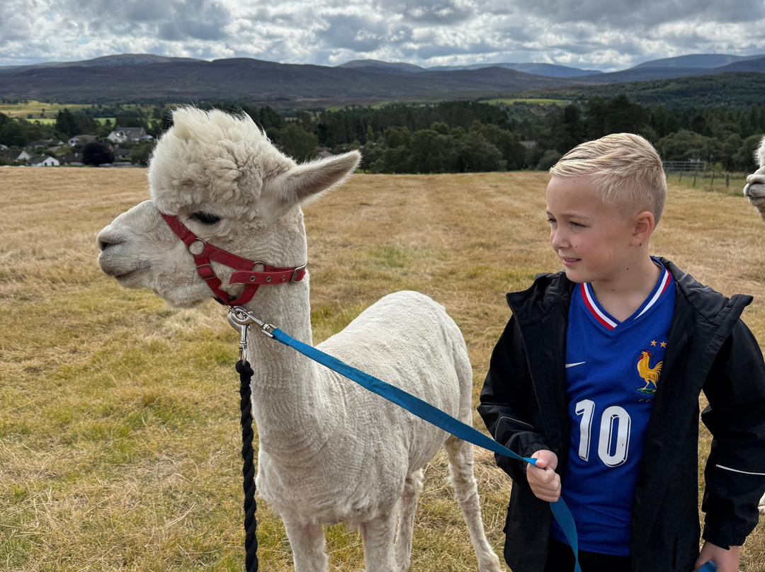 Cairngorm Alpacas-Newtonmore必去景点