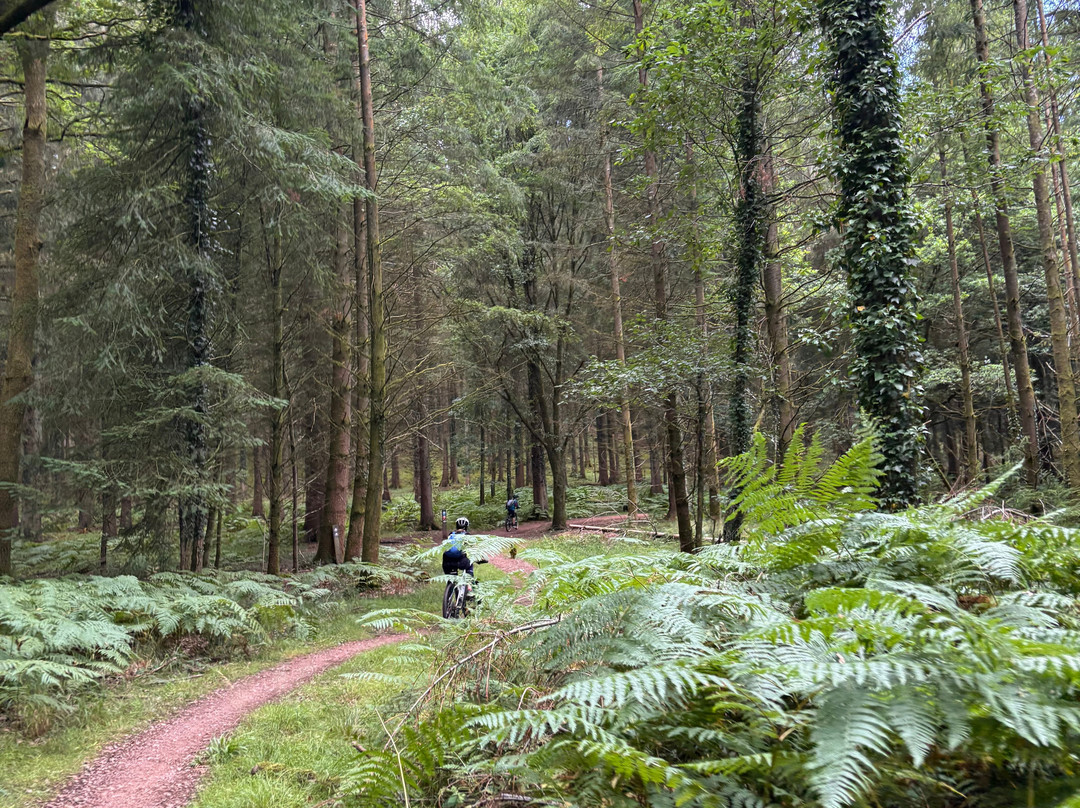 Forest of Dean Cycle Centre-Coleford必去景点