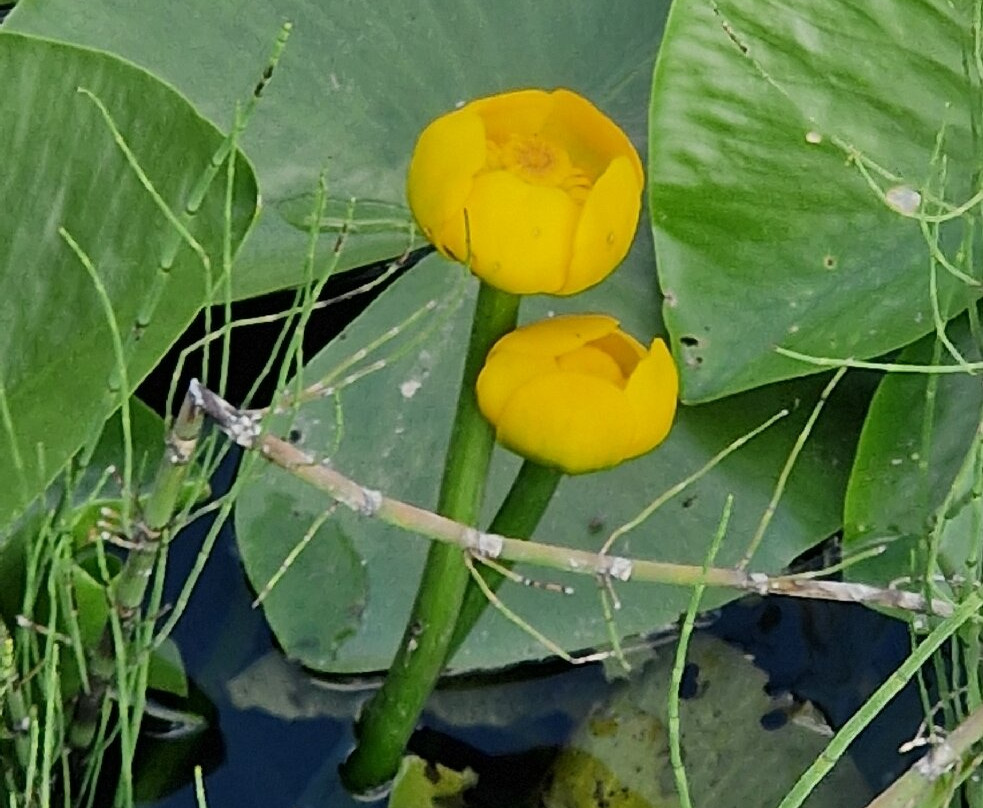 Plav Lake-Plav必去景点