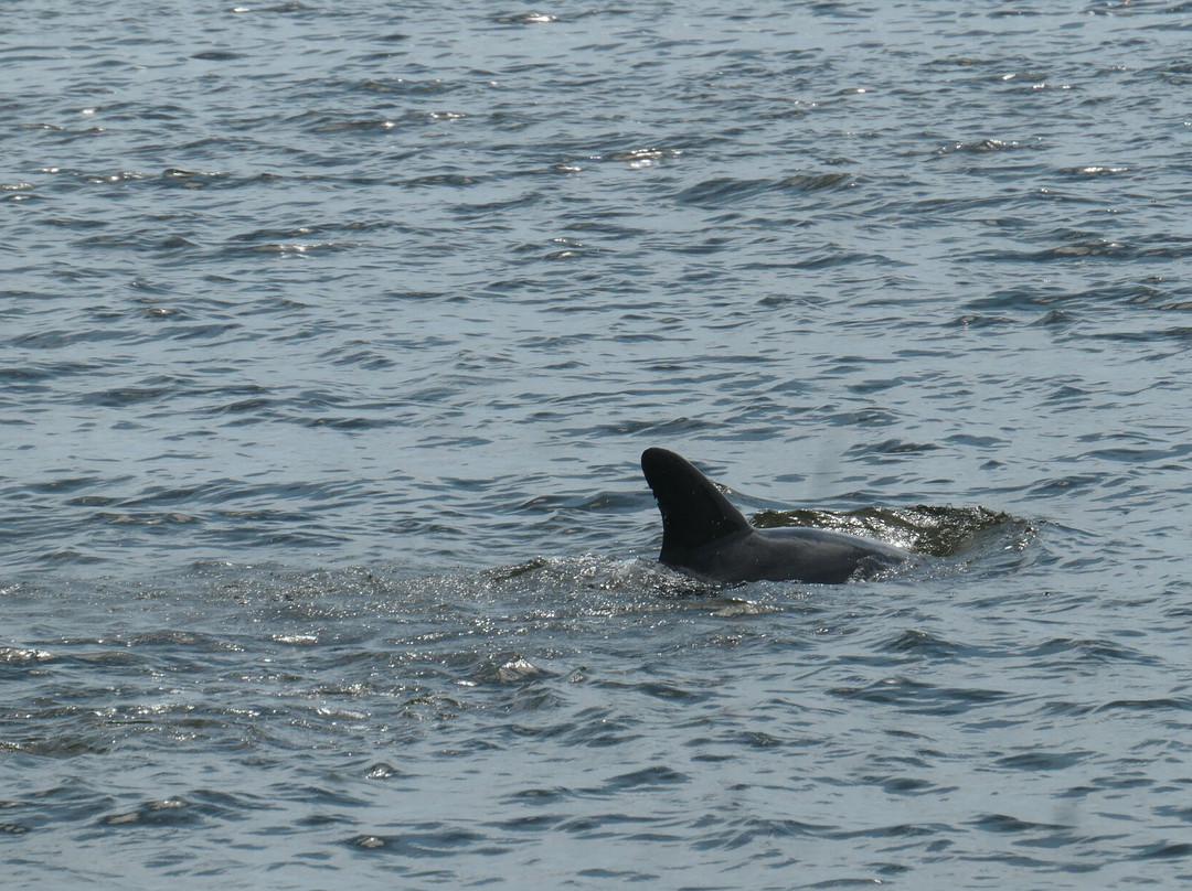 Paradise Dolphin Cruises-Wanchese必去景点