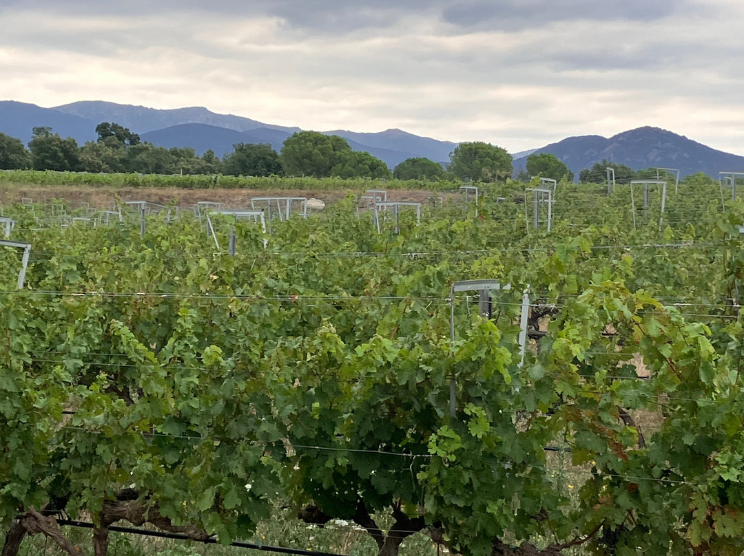 Vinyes d'Olivardots-Capmany必去景点