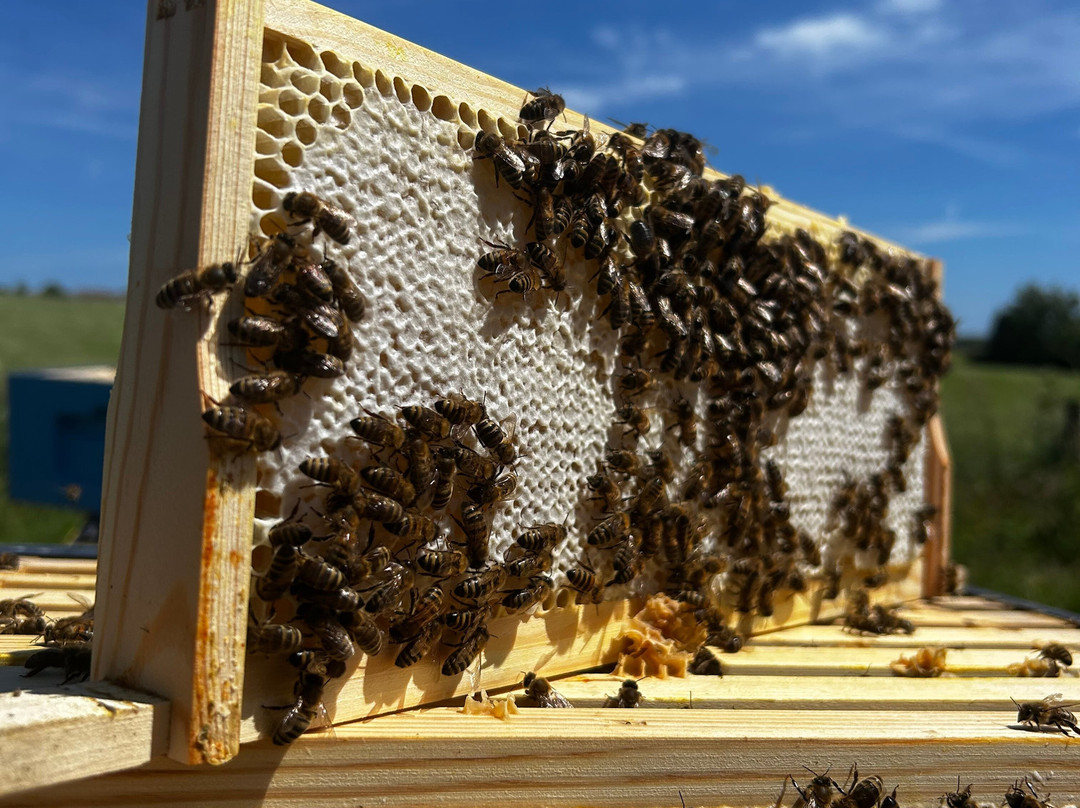 Main's Apiaries-丹弗姆林必去景点