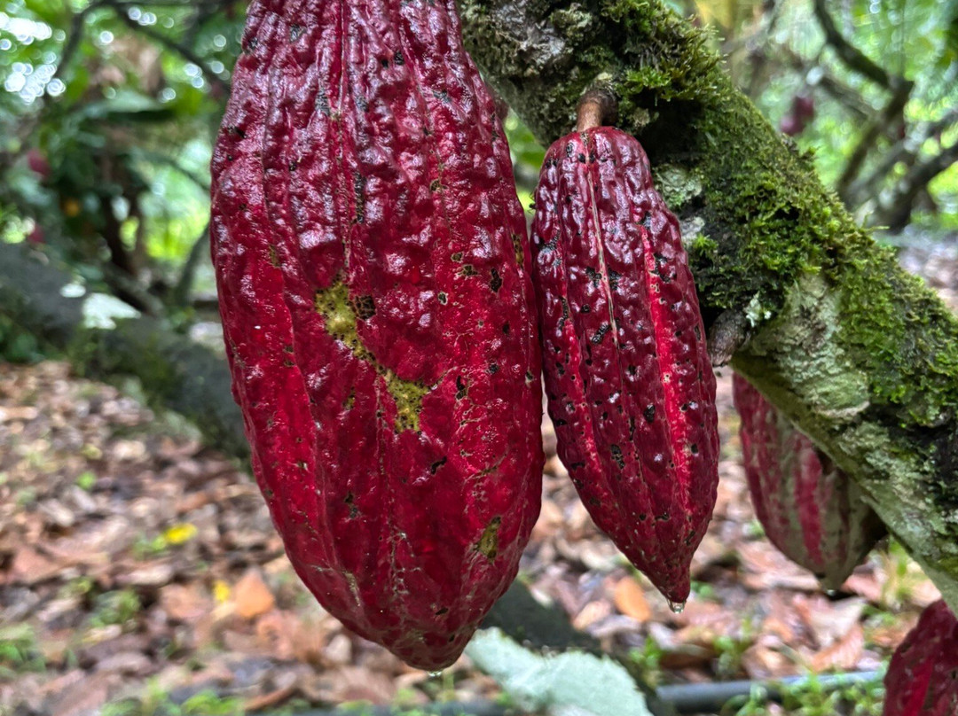 Tree Chocolate Tour-Upala必去景点