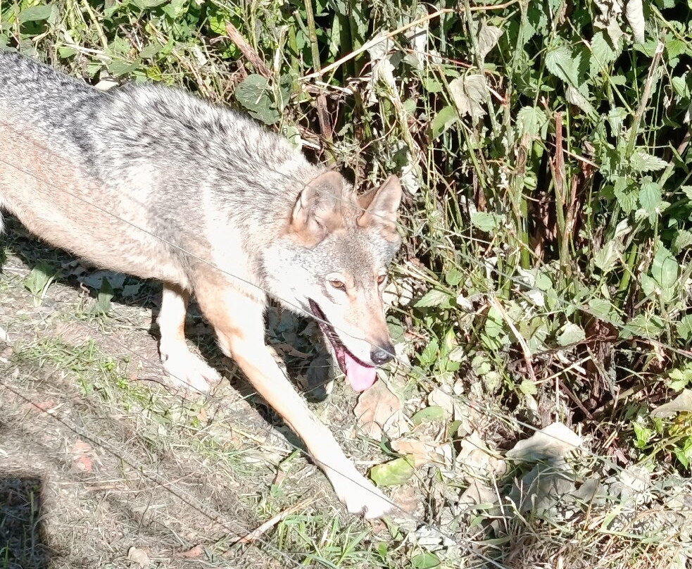 Alternativer Wolf- Und Barenpark Schwarzwald-Bad Rippoldsau-Schapbach必去景点