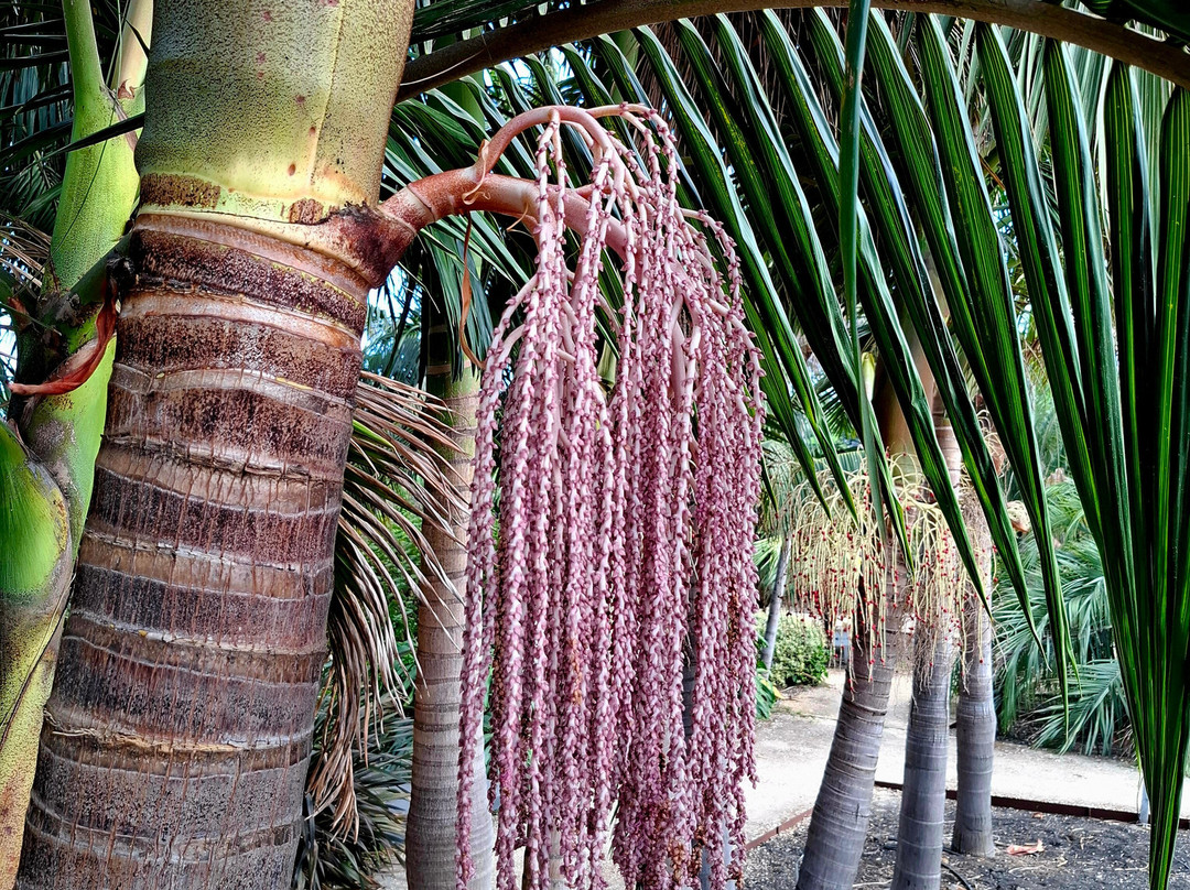 Radicepura-Giarre必去景点