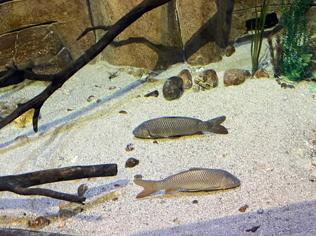 Living Shores Aquarium-Glen必去景点