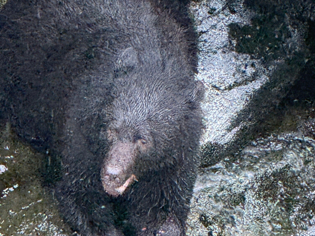 Muddy Water Adventures-Wrangell必去景点
