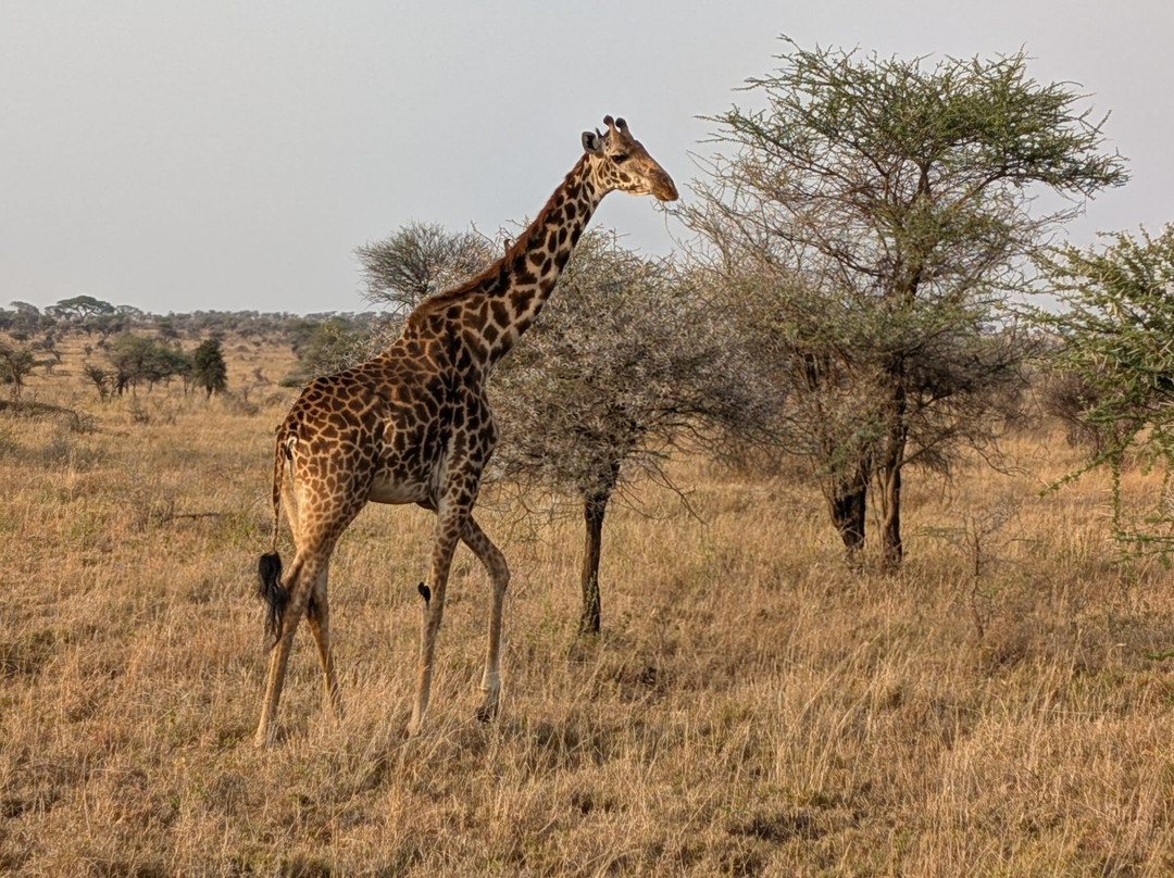 Masai Mara Holidays-Mara North Conservancy必去景点