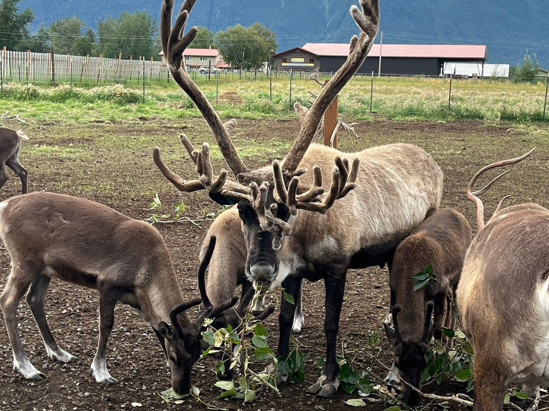 Reindeer Farm-帕尔默必去景点