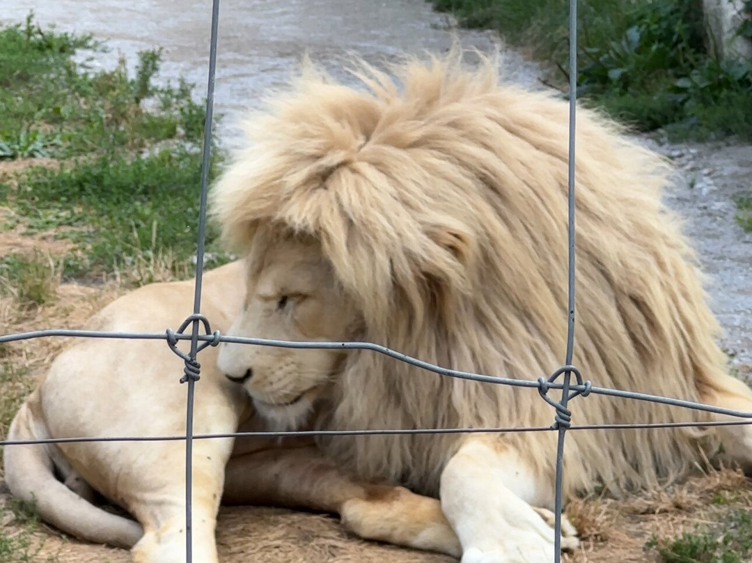 Elmvale Jungle Zoo-Elmvale必去景点