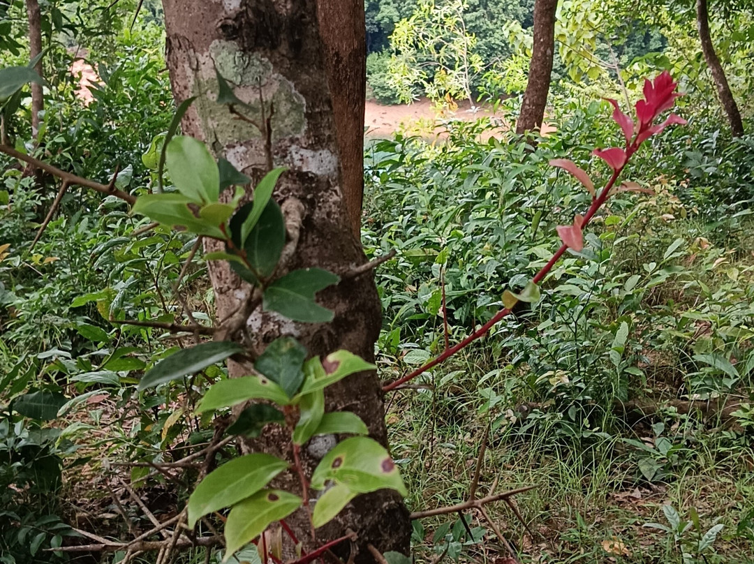 Thenmala Ecotourism-Thenmala必去景点